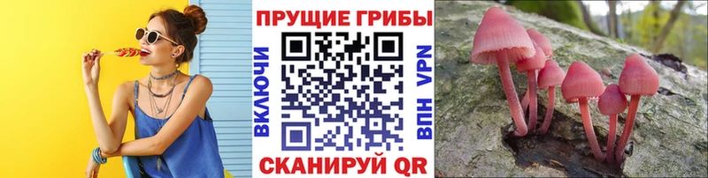 Купить где  Арамиль  Псилоцибиновые грибы Psilocybe 